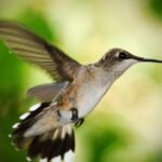 Free Images : wing, green, hummingbird, fauna, rip, vertebrate, doug ...