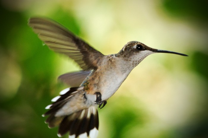 Free Images : wing, green, hummingbird, fauna, rip, vertebrate, doug ...
